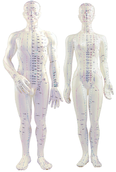 acupuncture model showing meridians